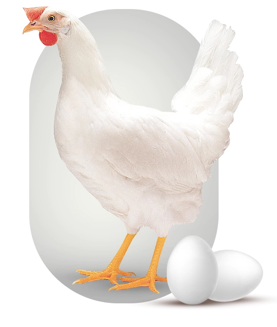 LOHMANN LSL NA LOHMANN LSL NA