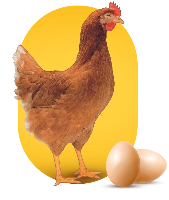 LOHMANN BROWN NA LOHMANN BROWN NA